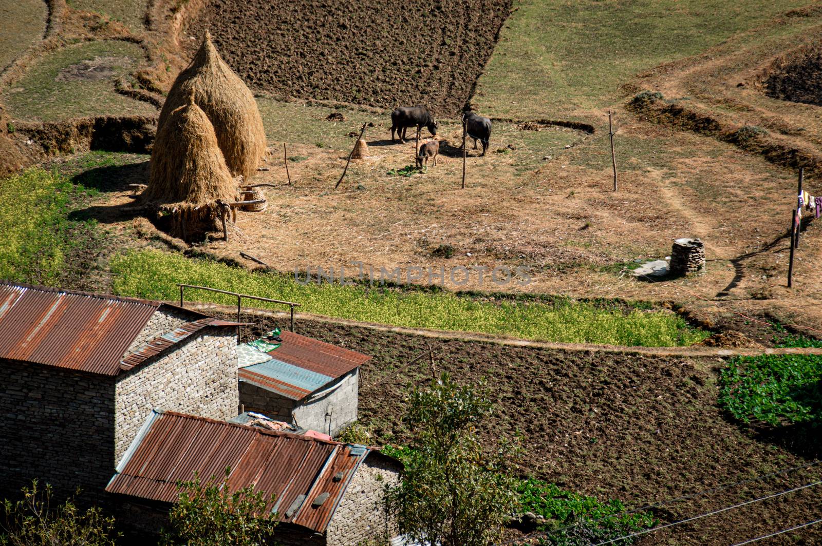 Farm and livestock in the mountain village of Ghorepani in Pokhara by Sonnet15