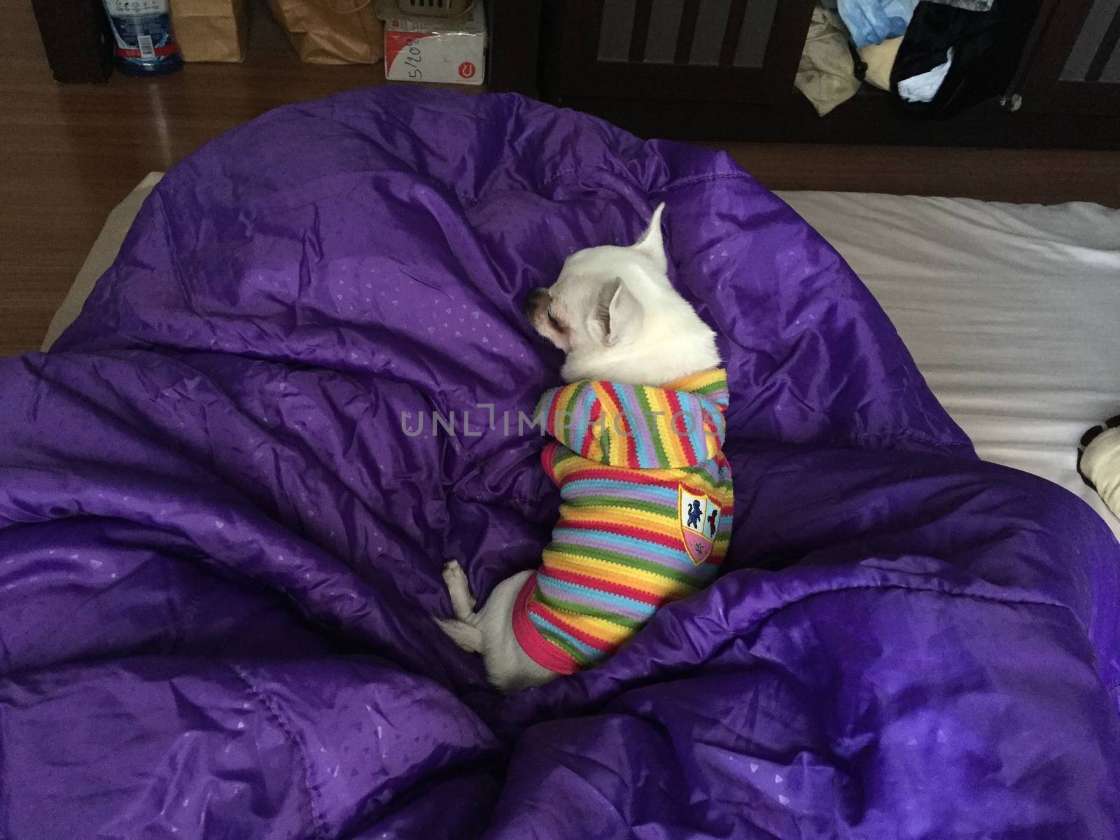 Cute sleepy chihuahua dog is sleeping or napping on bed in bedroom