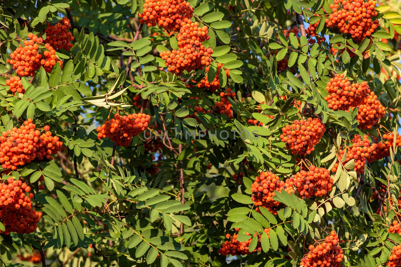 Branches with ripe berries of red mointain ash as autumn natural background