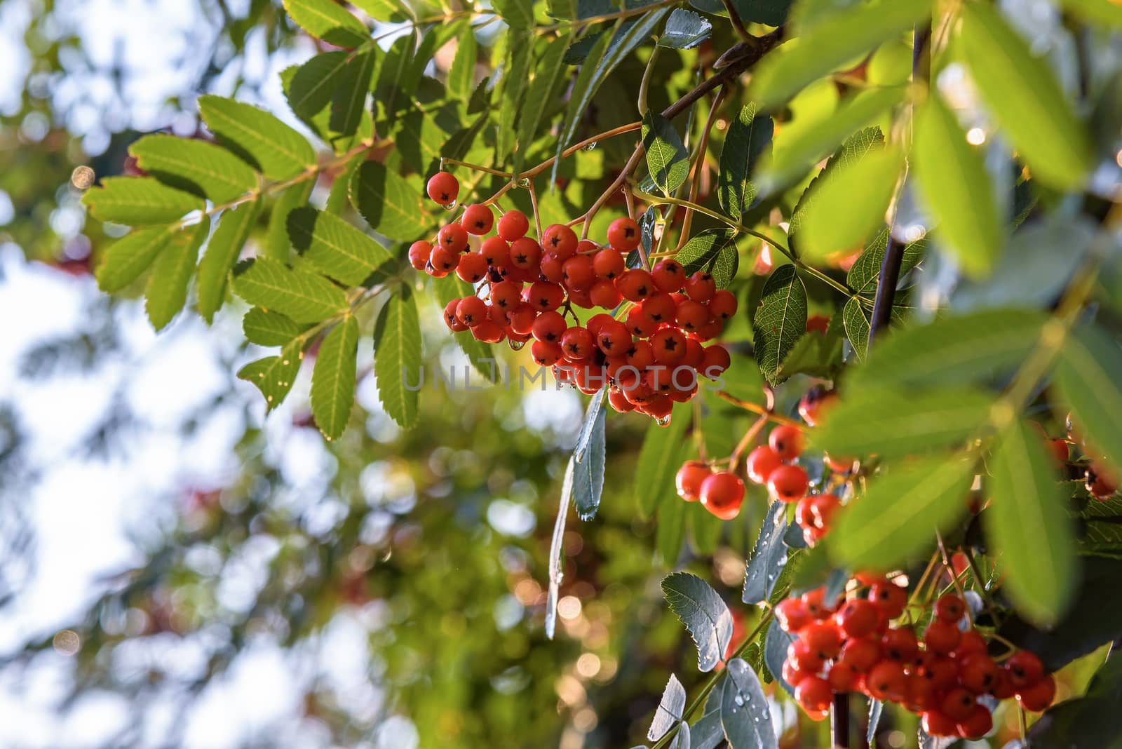 Branches of rowan tree as autumn natural background by mkos83