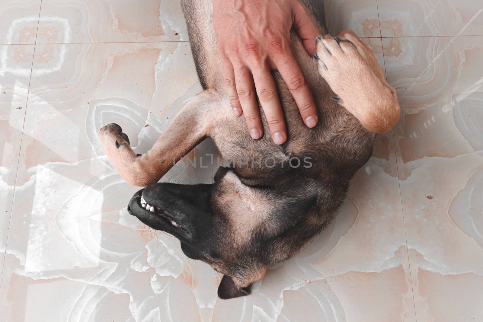 Happy Pet Dog by Sonnet15