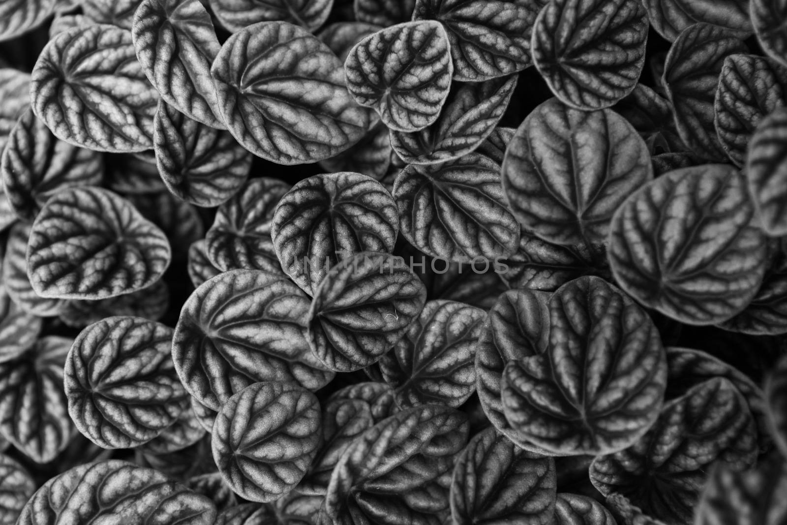 Exotic patterns on leaf surfaces monochrome background