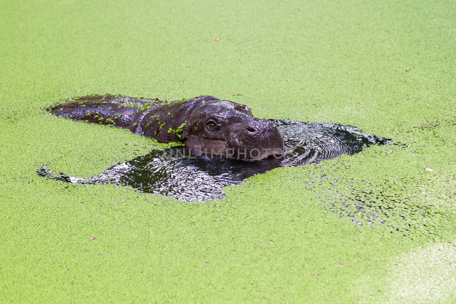 Pigmy hippopotamus emerging from water full of eyelashes