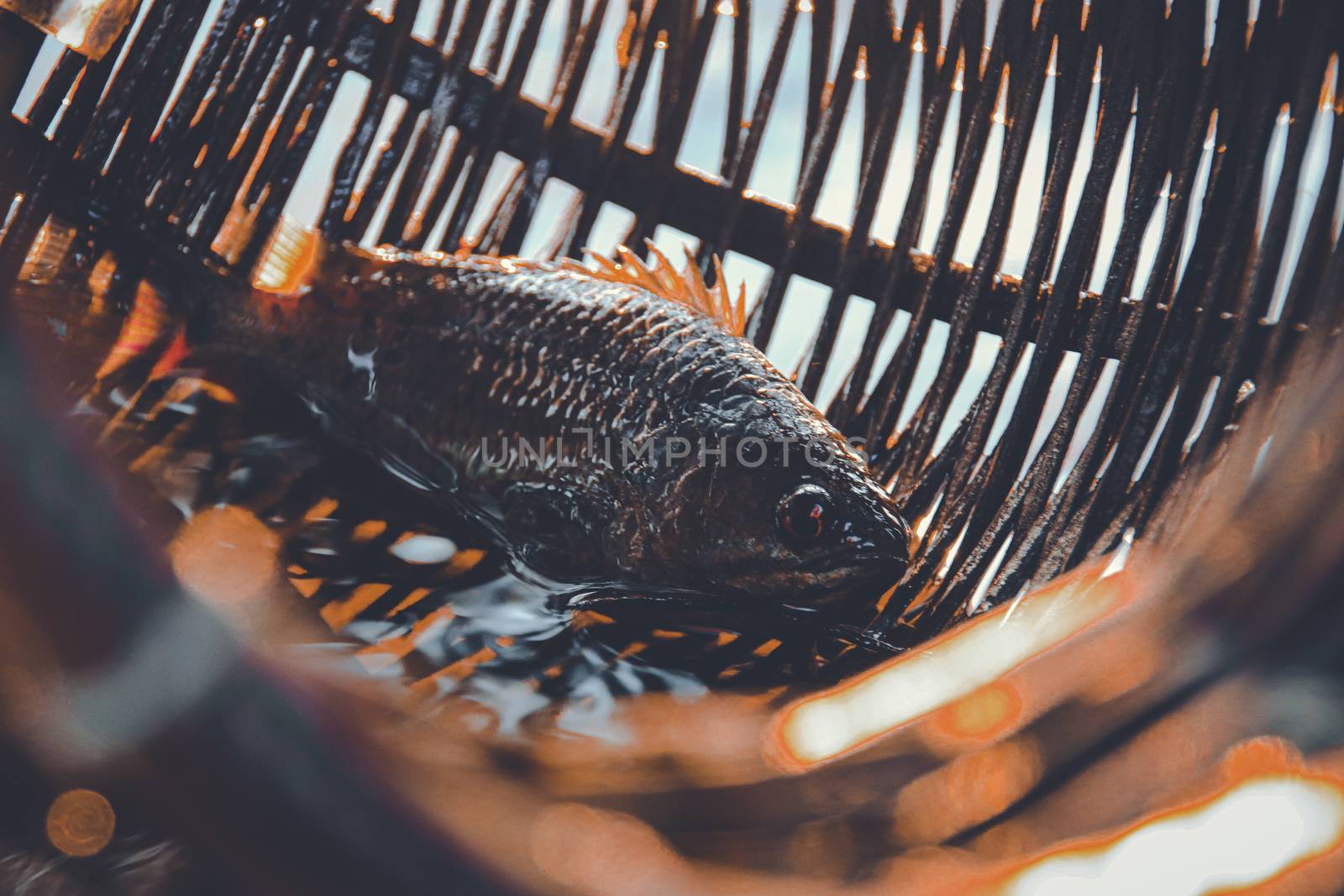 A fish caught inside a creel or a wicker basket traditionally used for fishing in Cambodia that shows the lifestyle, livelihood and local culture of the country