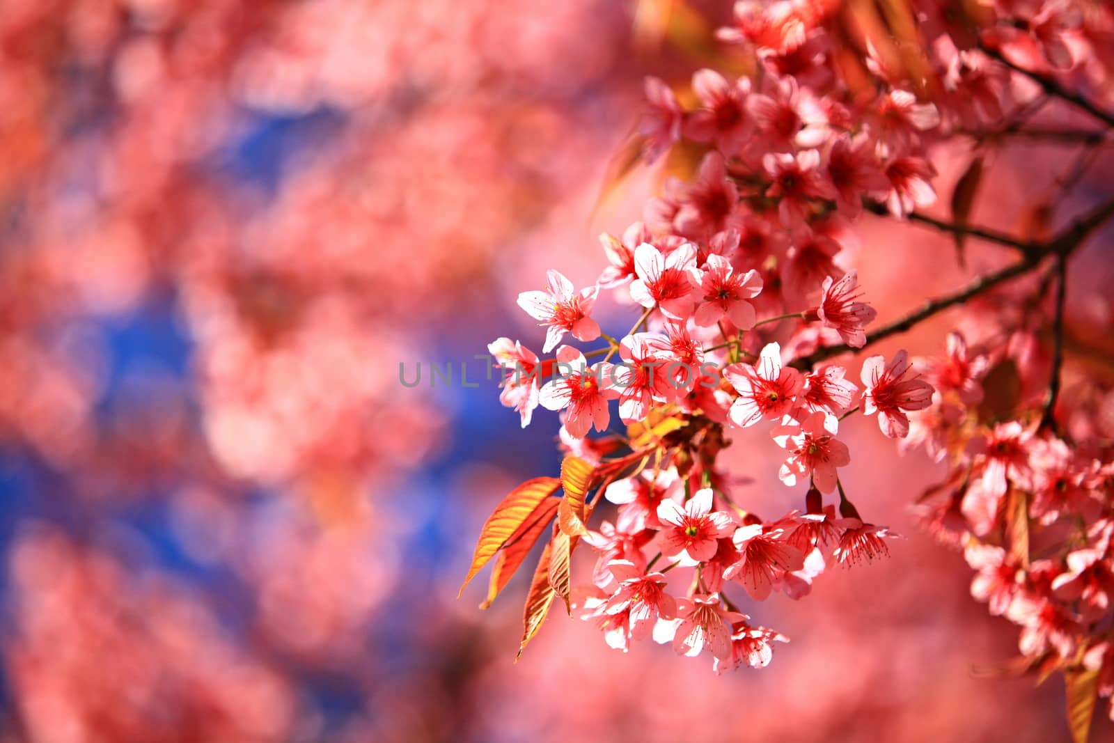 Close up wild himalayan cherry blossom by Mercedess