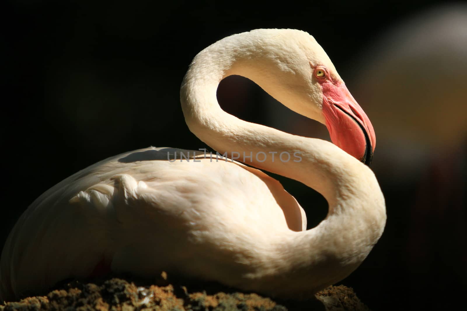 Female flamingo lying down and hatching isolate with black background