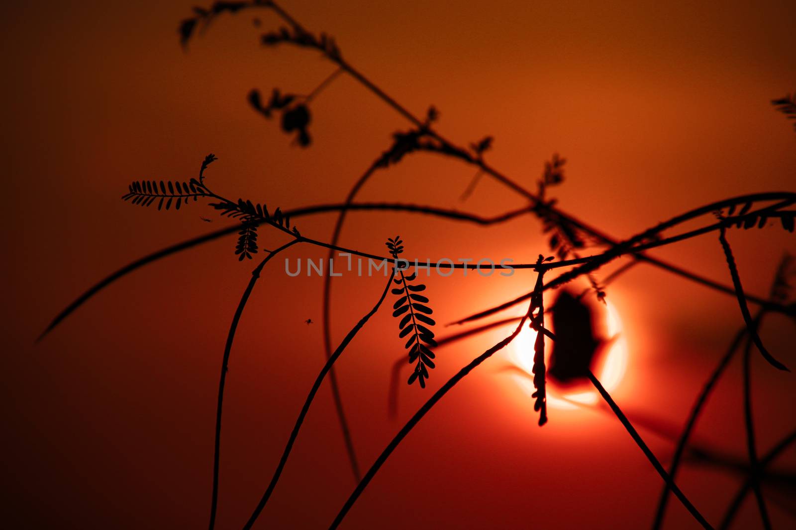 Cinematic photo of leaves silhouettes against a blood red sunset sky during the hot and humid summer season in Cambodia