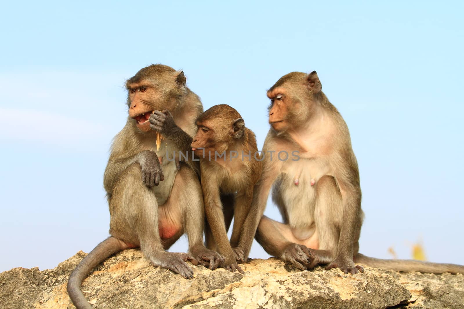 Family monkeys on khao chong Krajok Mountain by Mercedess