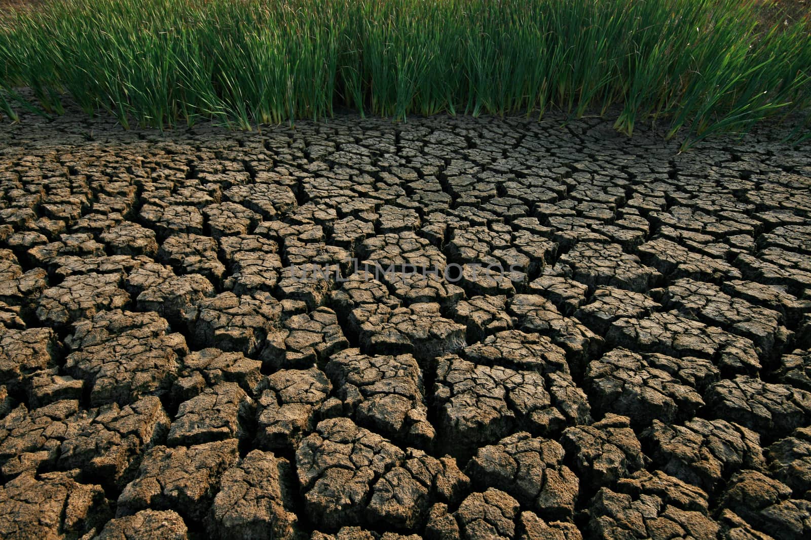 Land dry cracked ground from global warming by Mercedess