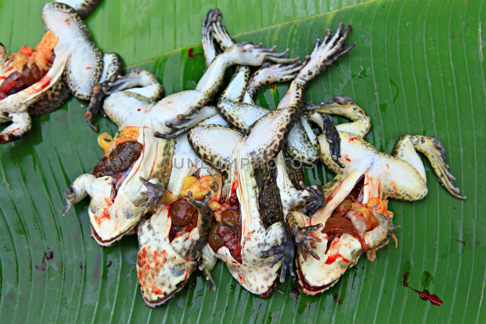 Frogs chop for cooking a food in Luang Prabang Morning Market