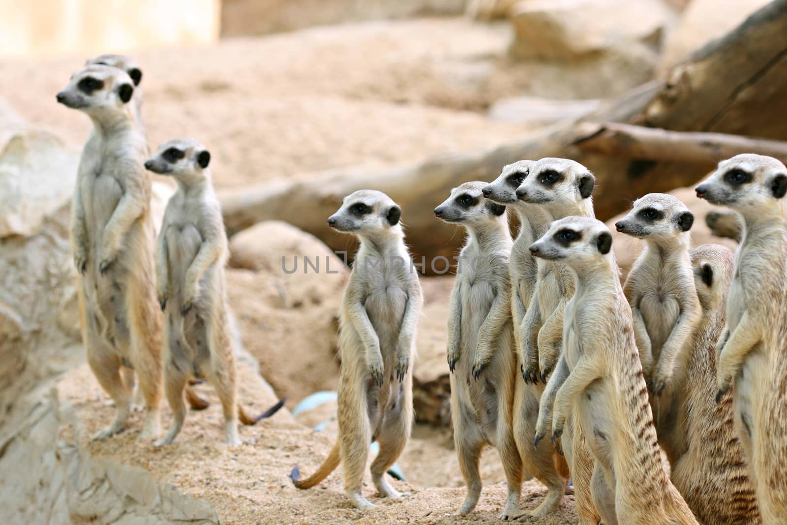 A mob of meerkat or suricate (Suricata suricatta) family earth males looking for enemies