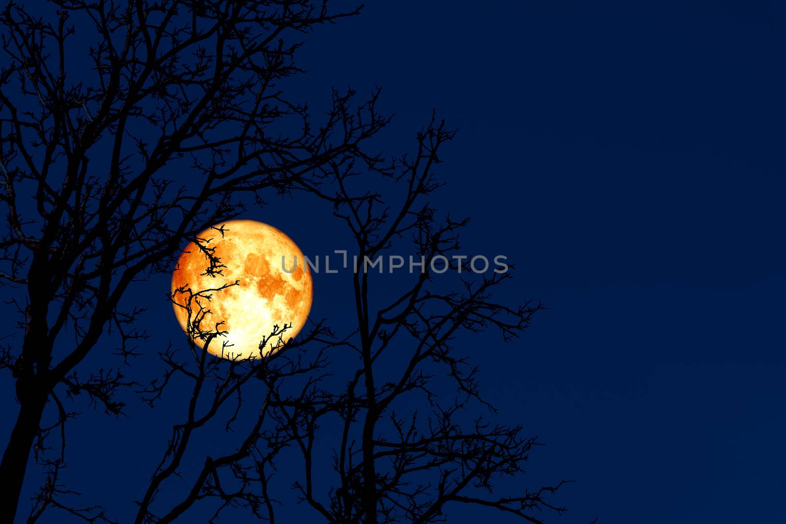 full worm moon back on silhouette plant and trees on night sky, Elements of this image furnished by NASA