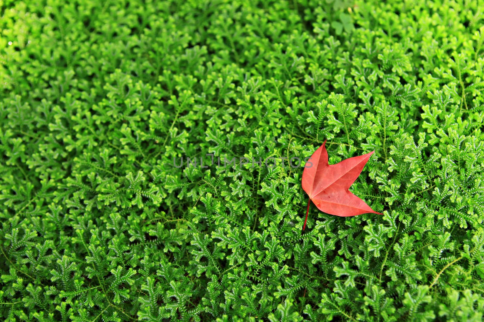 Red maple leaf fallen on the green grass