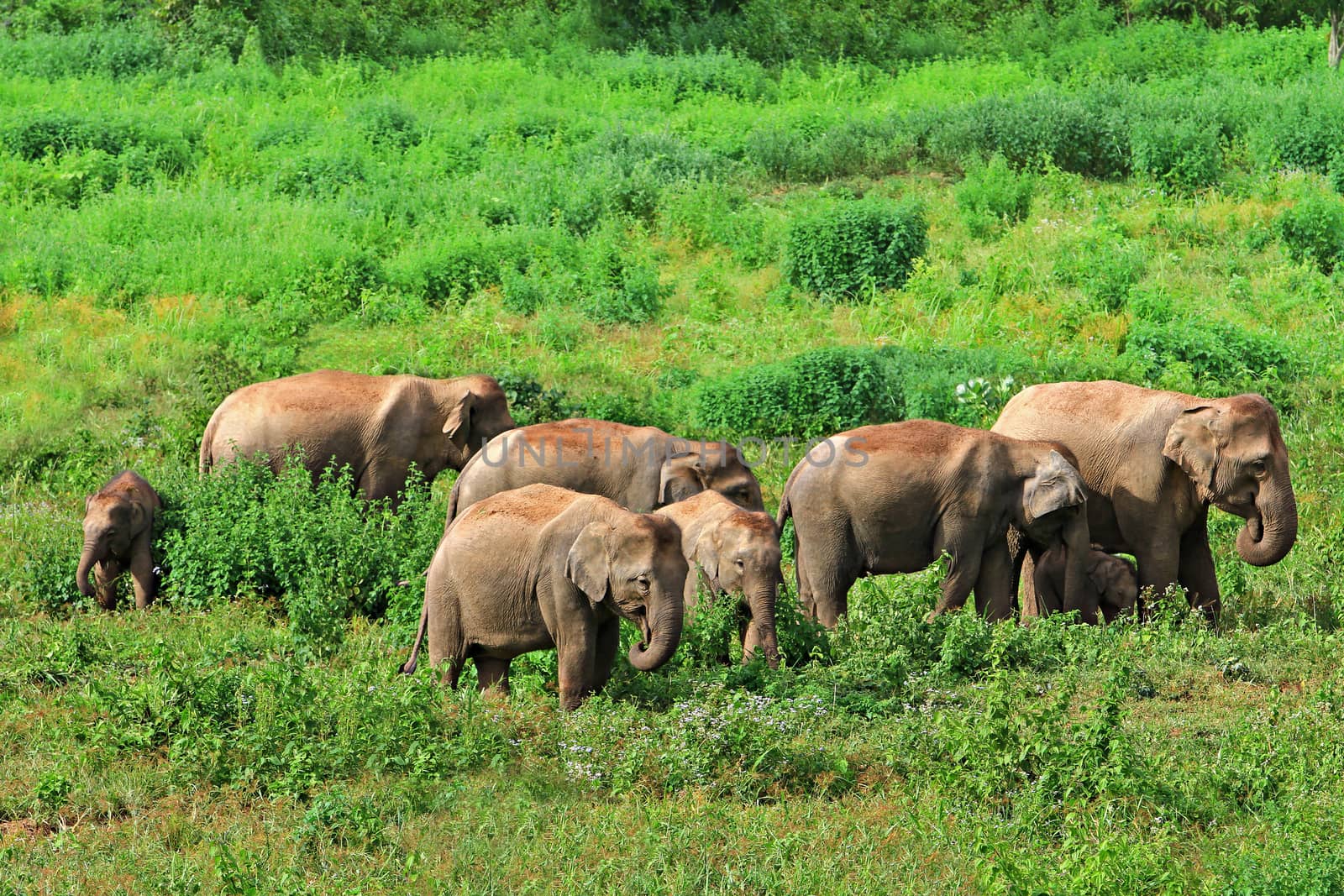 Asia wild elephants at Kui buri National Park, Prachuap Khiri Khan Province, Thailand