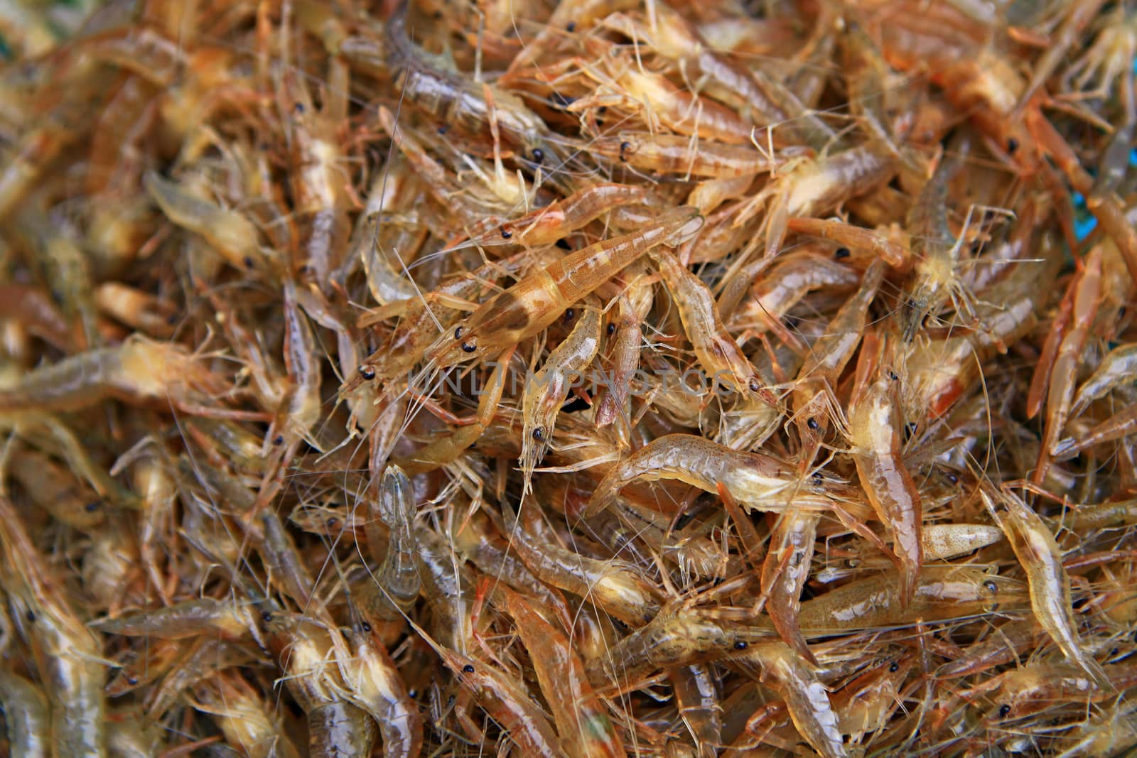 Fresh small river shrimps in Thailand market