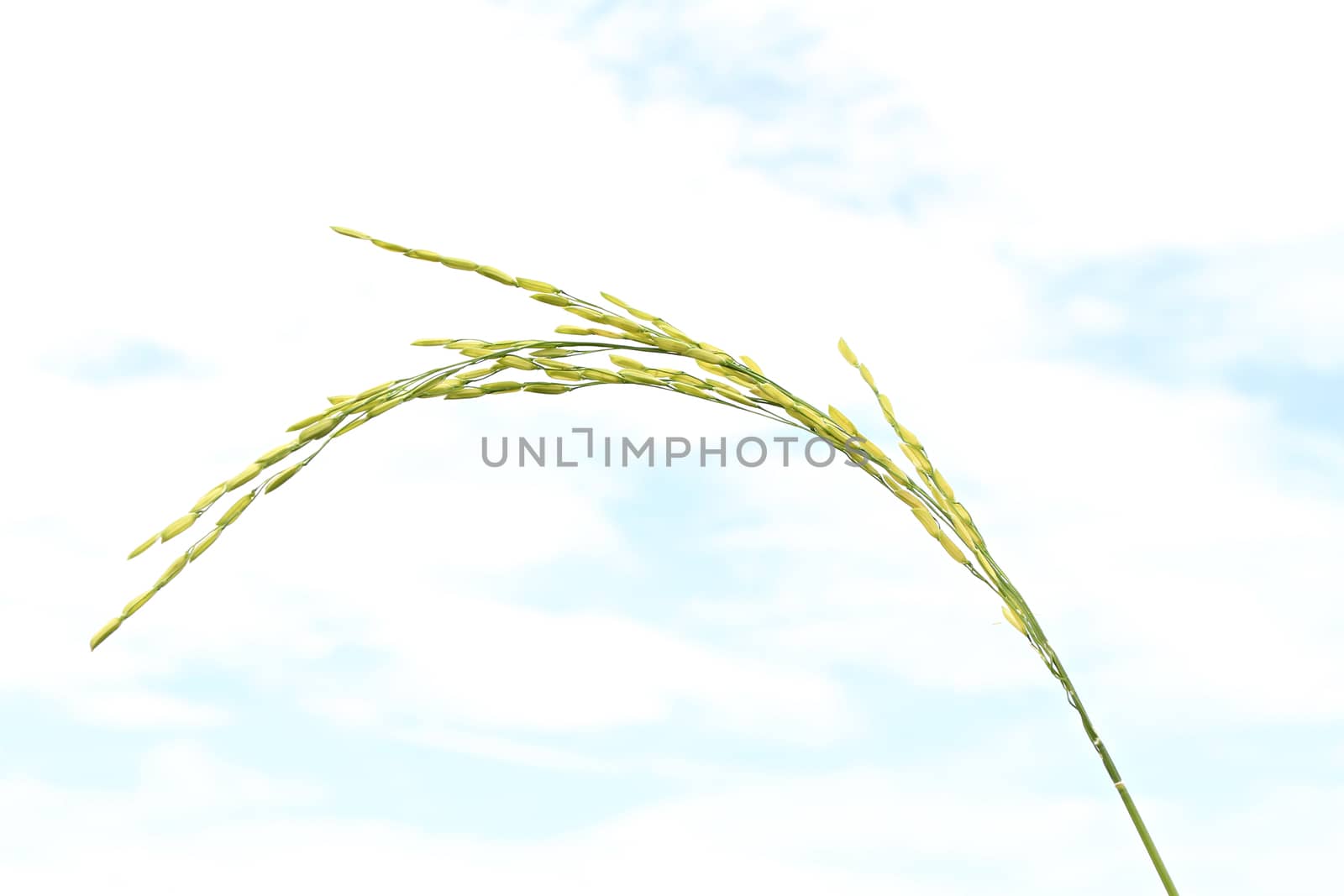 Growing rice on white background on blue sky background by Mercedess