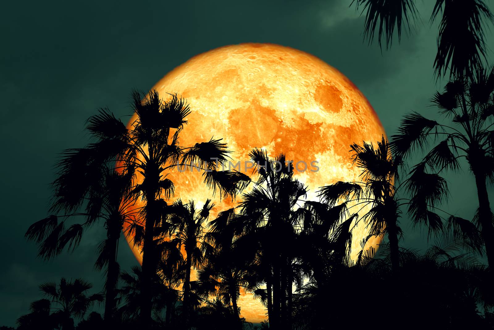 pink Full Hunger Moon on night sky back silhouette palm tree, Elements of this image furnished by NASA