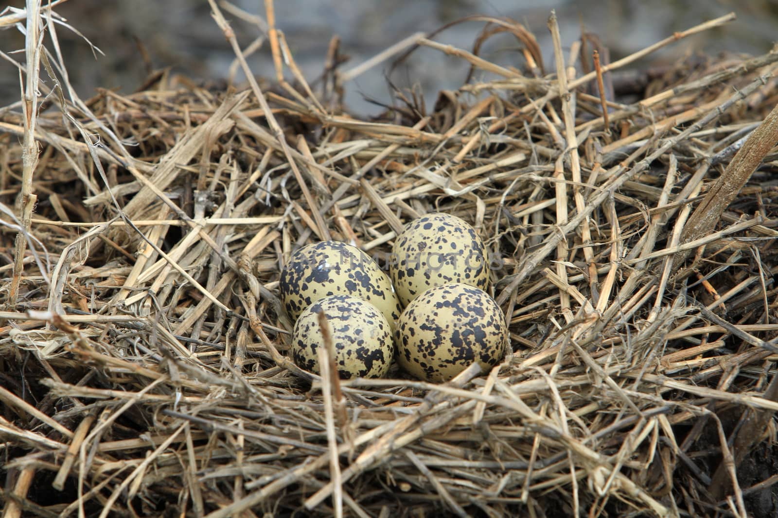 A nest filled with four footprints bird eggs in the branches of a Nest from the straw, Thailand