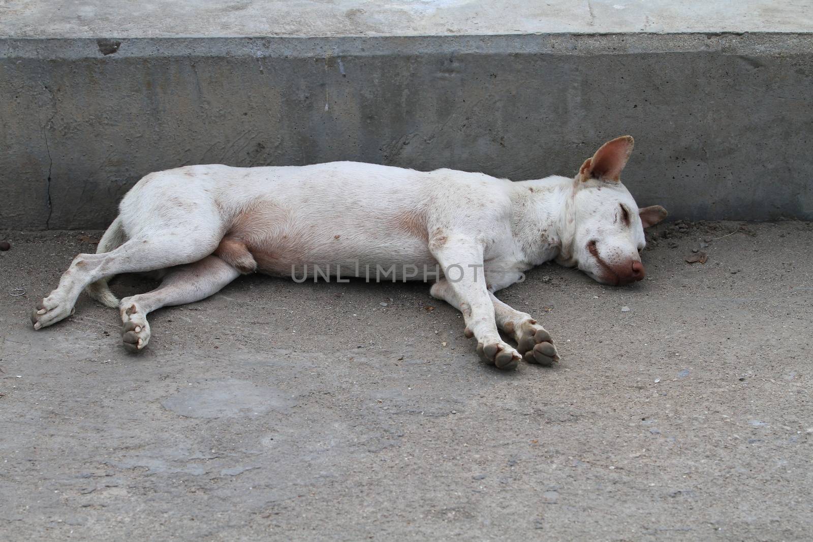 leprosy dog sleeping on concrete bridge by Mercedess