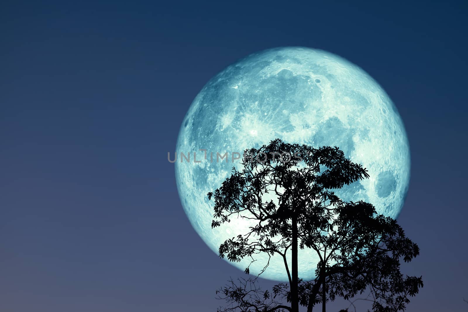 super full harvest moon on night sky back silhouette tree and cloud, Elements of this image furnished by NASA