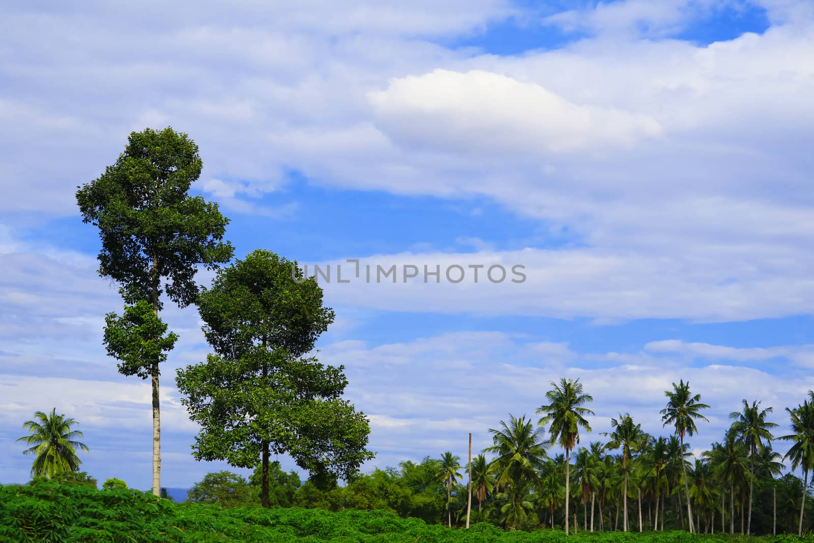 coconut trees in the field and blue sky white cloud in summer