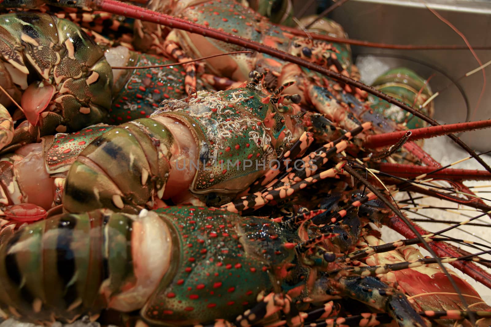 Fresh Blue Lobster by Sonnet15