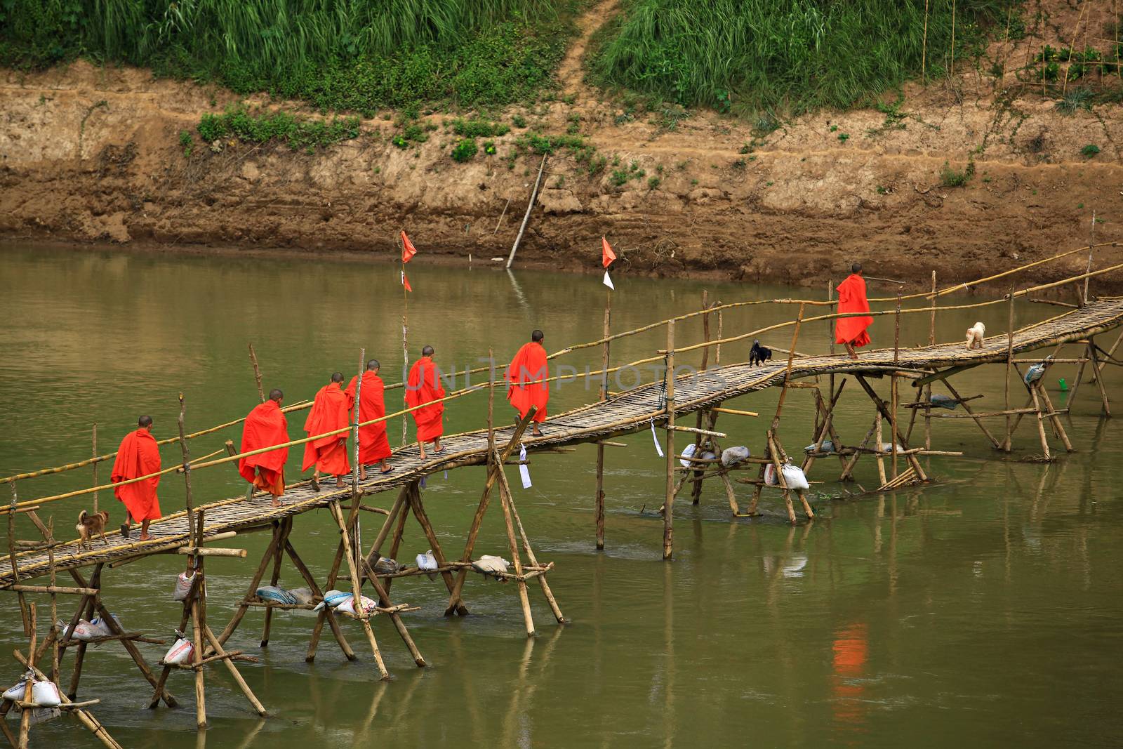Buddhist monks crossing bamboo bridge over the Mekong river, Luang Prabang, Laos