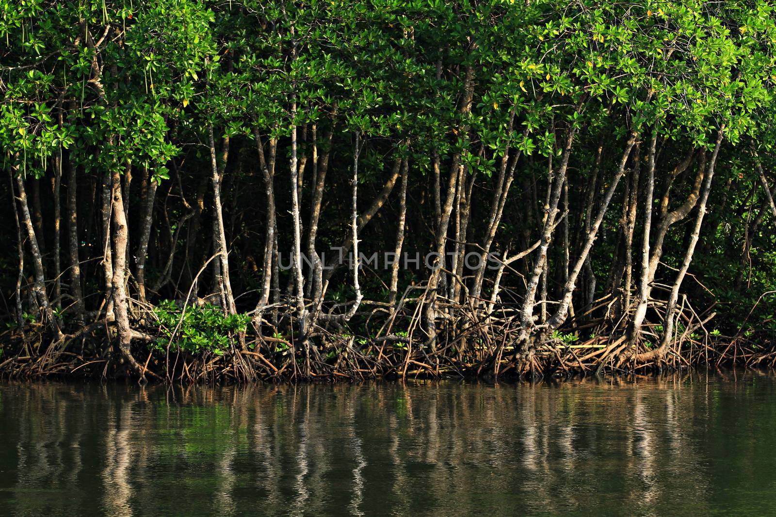 Mangrove forest by Mercedess