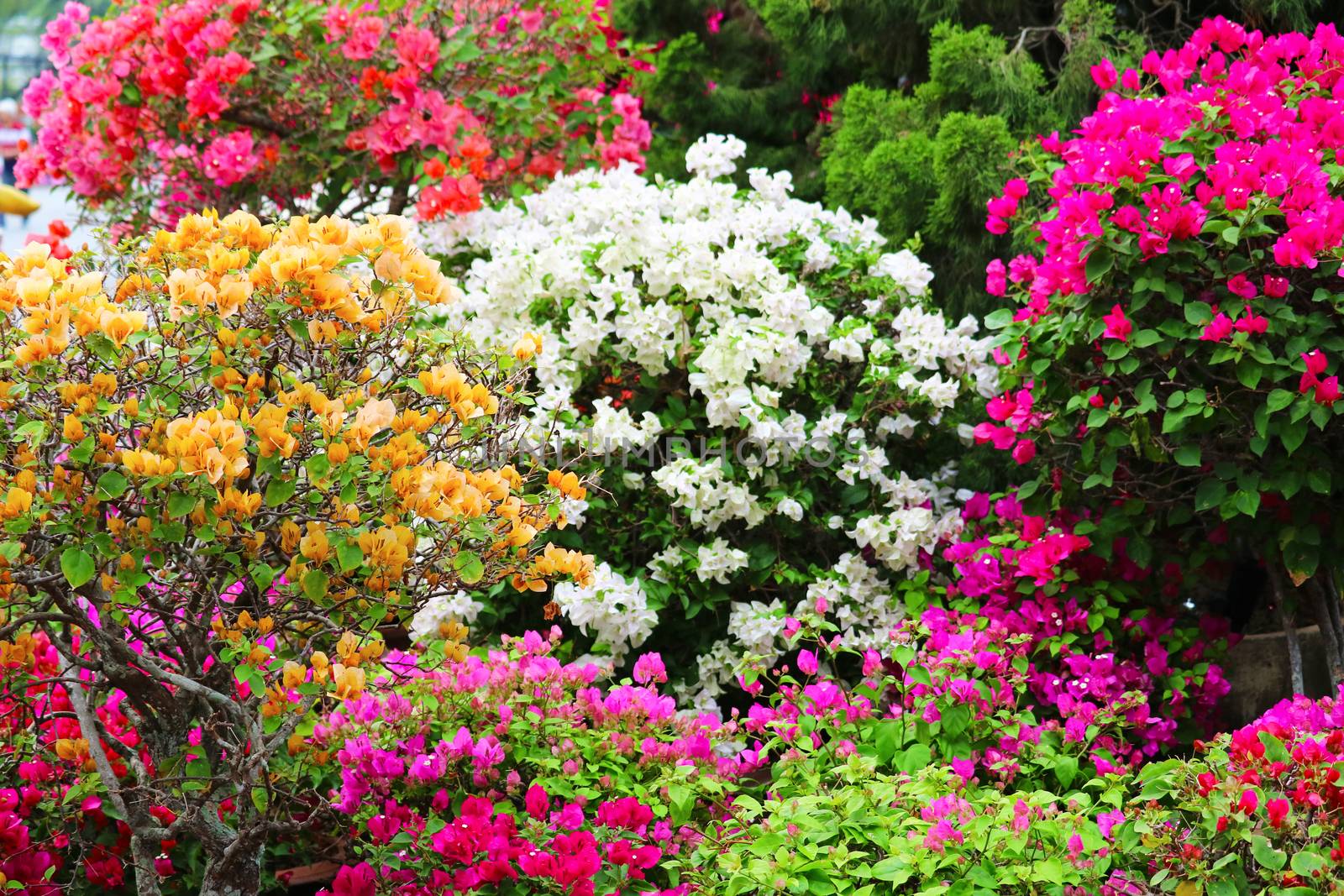 multi color Bougainvillea flowers tree in the garden and Natural flower fence