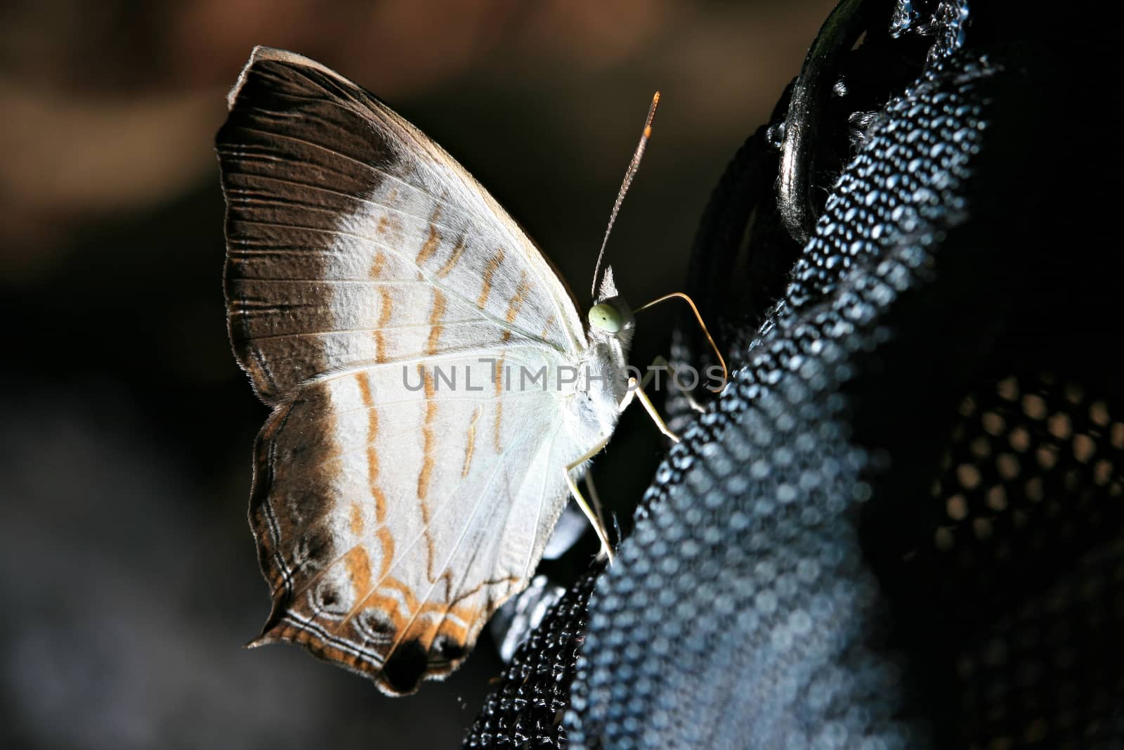 Wild butterfly isolated on black background by Mercedess