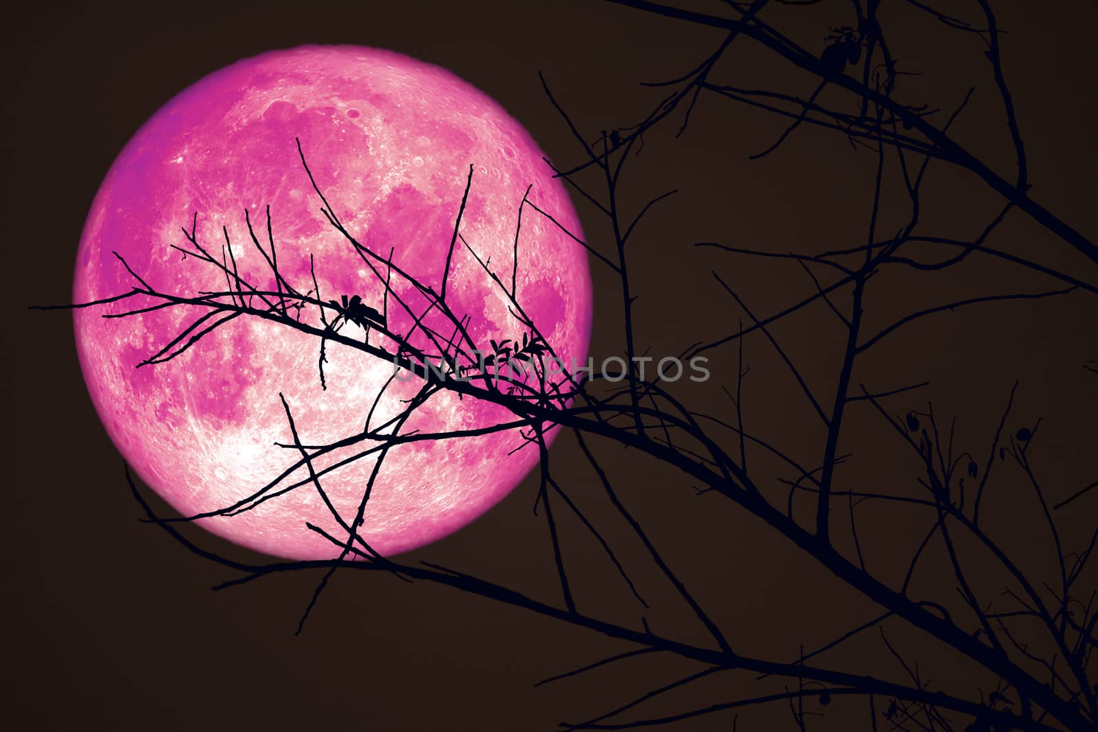 Super Pink Beaver Moon on dark sky and silhouette dry tree at the night, Elements of this image furnished by NASA