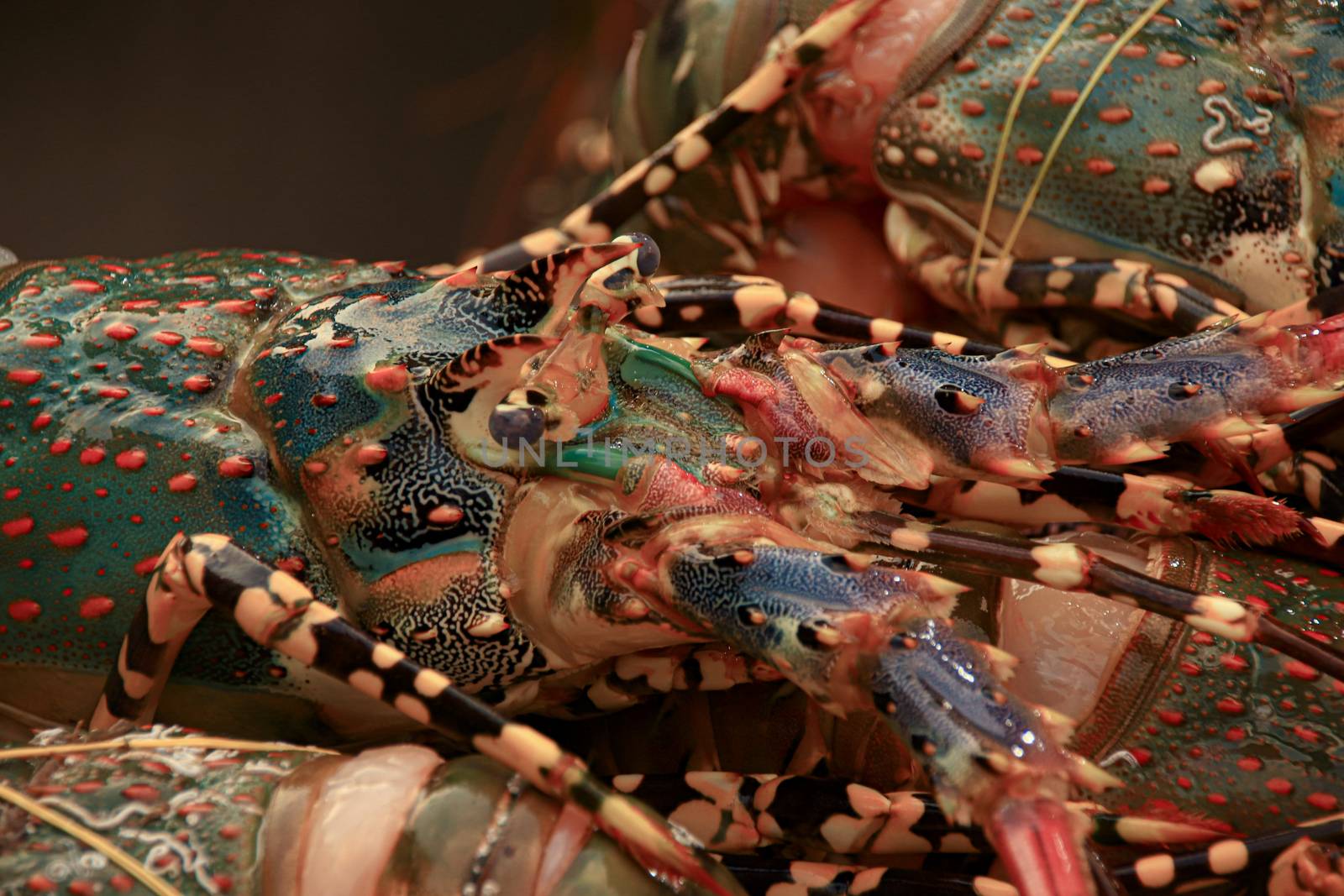 Close up of blue lobster on ice in the street market of Yaowarat Road or Chinatown in Bangkok City Thailand