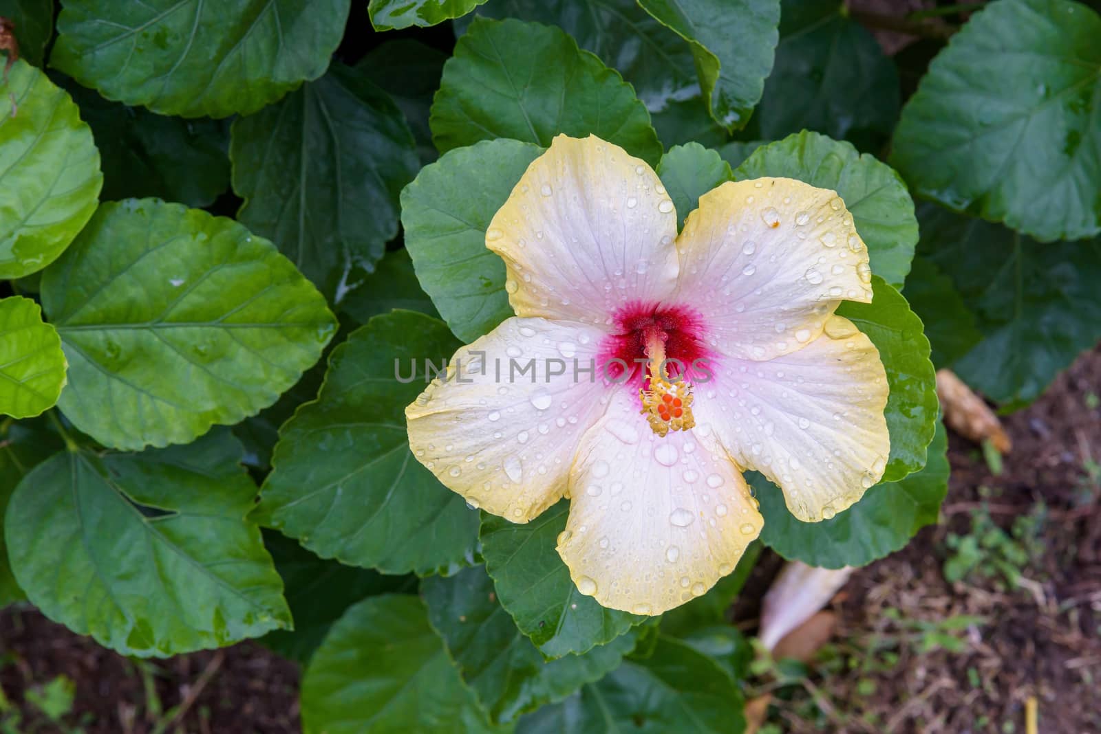 Wet hibiscus flower among green leaves as floral natural background