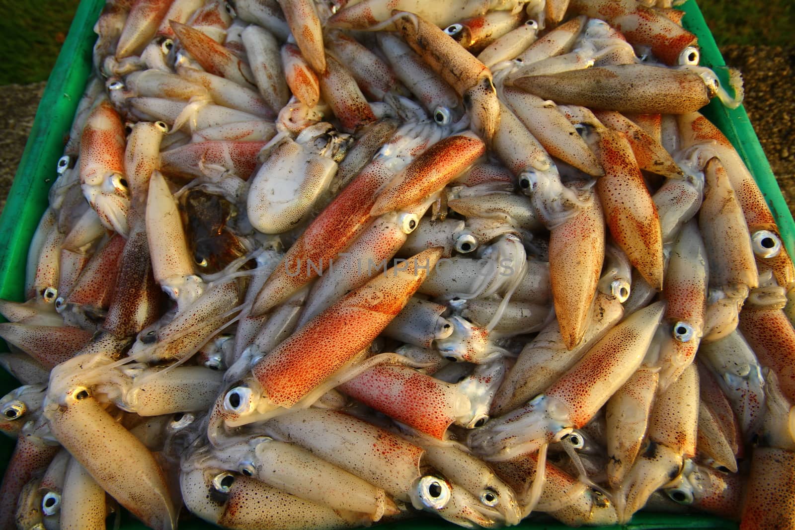 Fresh squid that fishermen prepare to sell by Mercedess