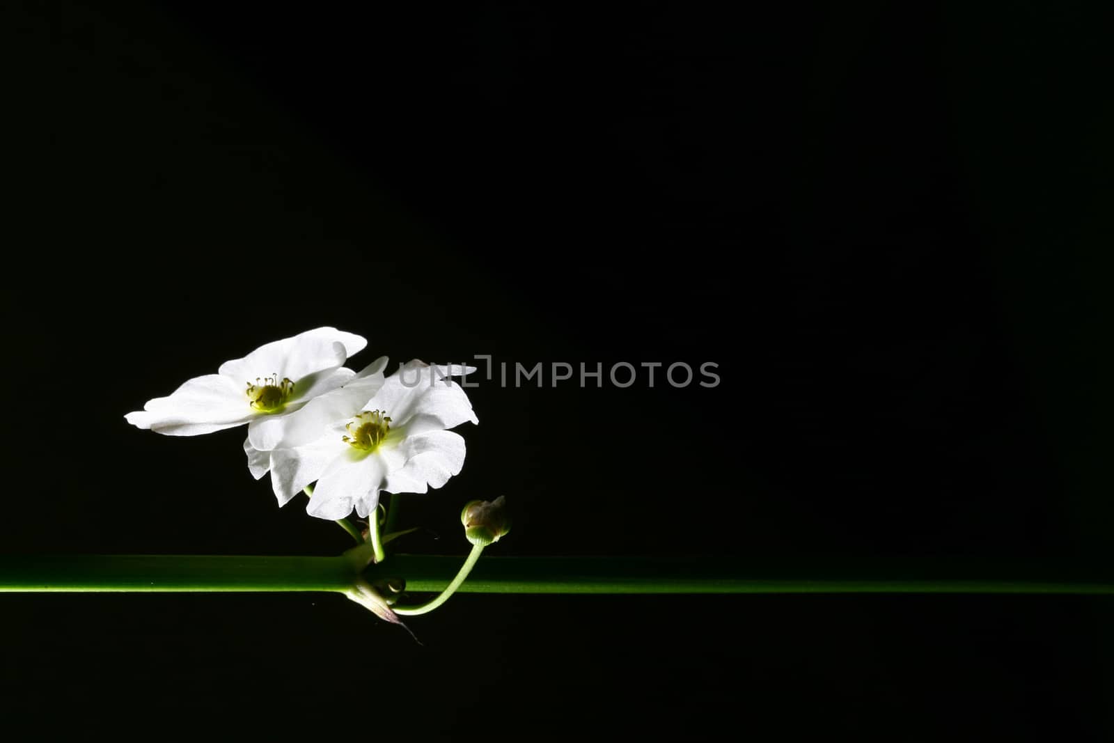 Echinodorus cordifolius beautiful white water flower isolate in black background