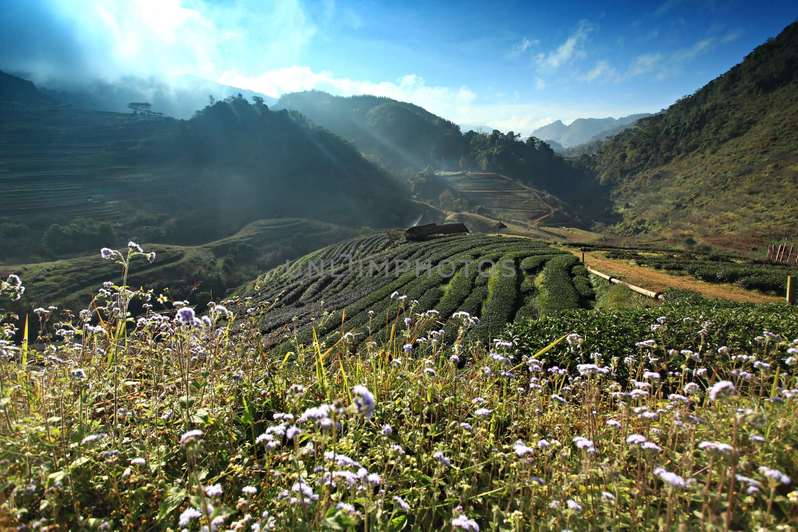 The scenery of organic tea farm, (Tea farm 2000) at doi ang khang chiang mai, Thailand