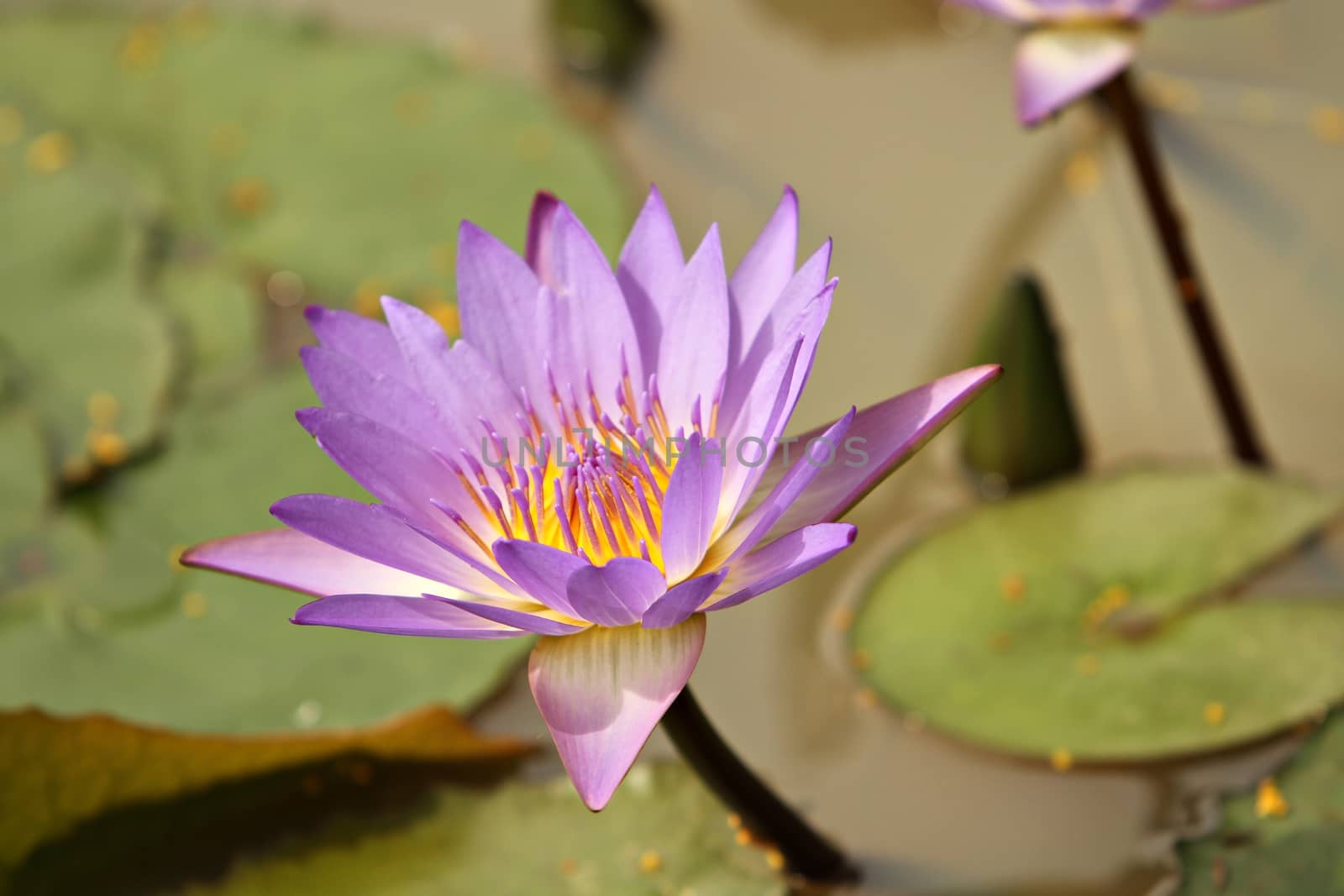 Purple lotus blossom on nature background