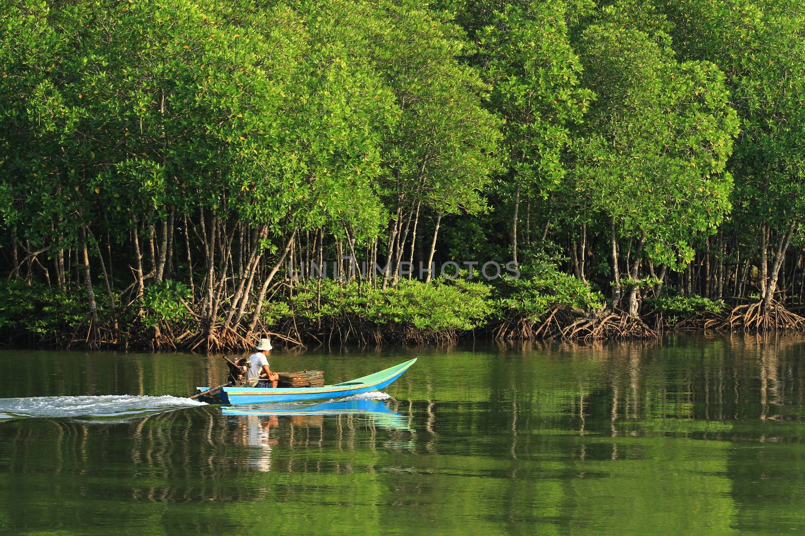 Mangrove forest in mu ko chumphon national park national parks & marine reserves islands Chumphon, Thailand