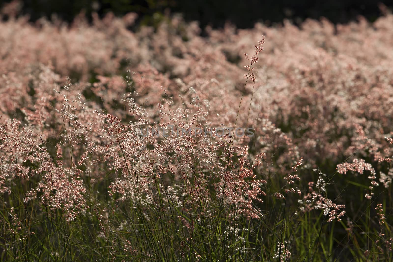 Close up of flowers in autumn of a tall grass species on sunset background