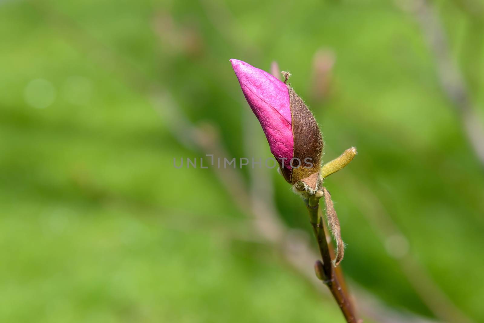 Closeup of single pink magnolia flower bud in the garden