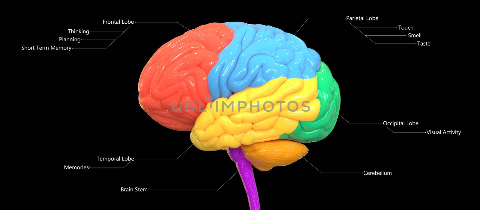 Central Organ of Human Nervous System Brain Lobes Described with Labels Anatomy Lateral View by magicmine