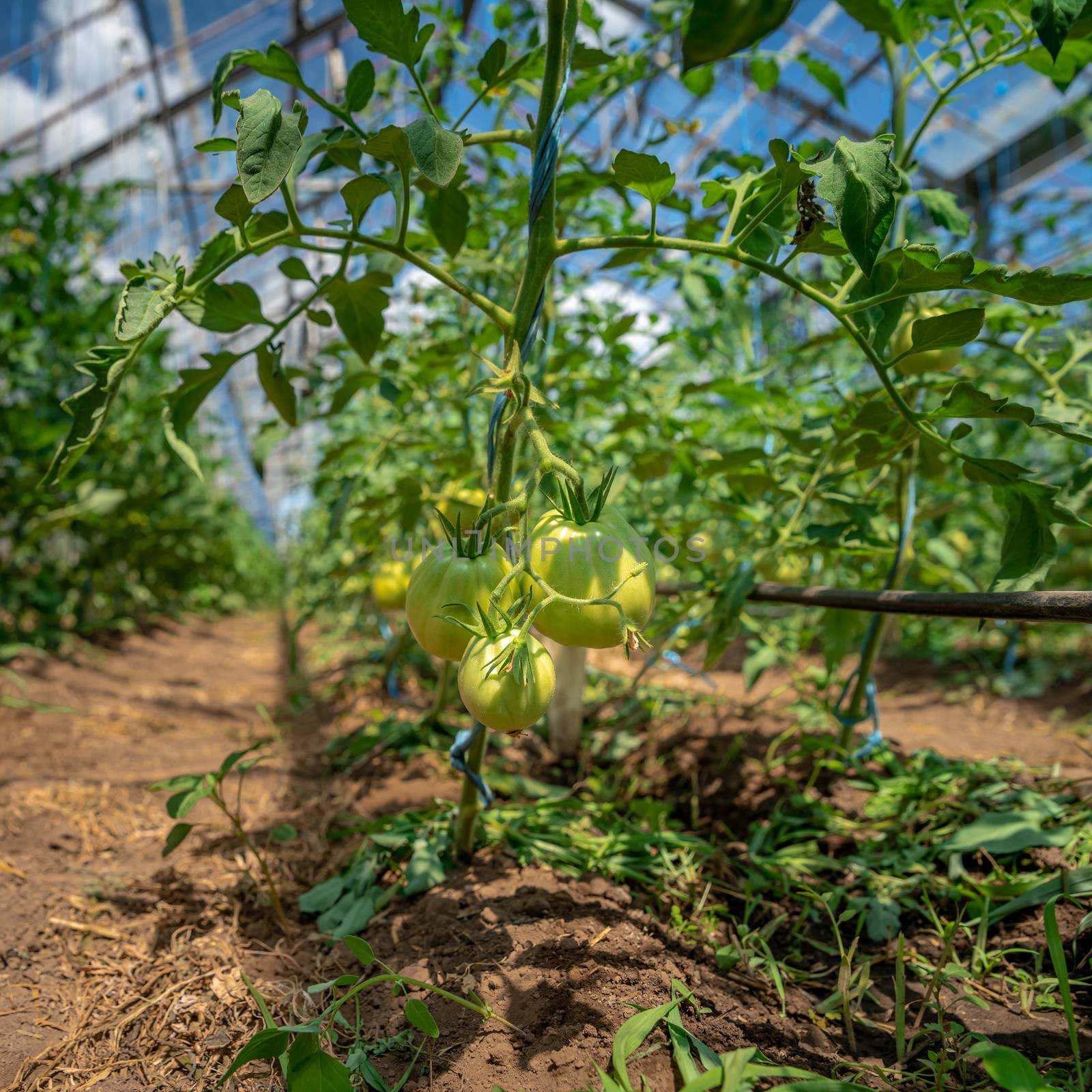 Organic green tomatoes ripen in a greenhouse. growing vegetables without chemicals, healthy food.