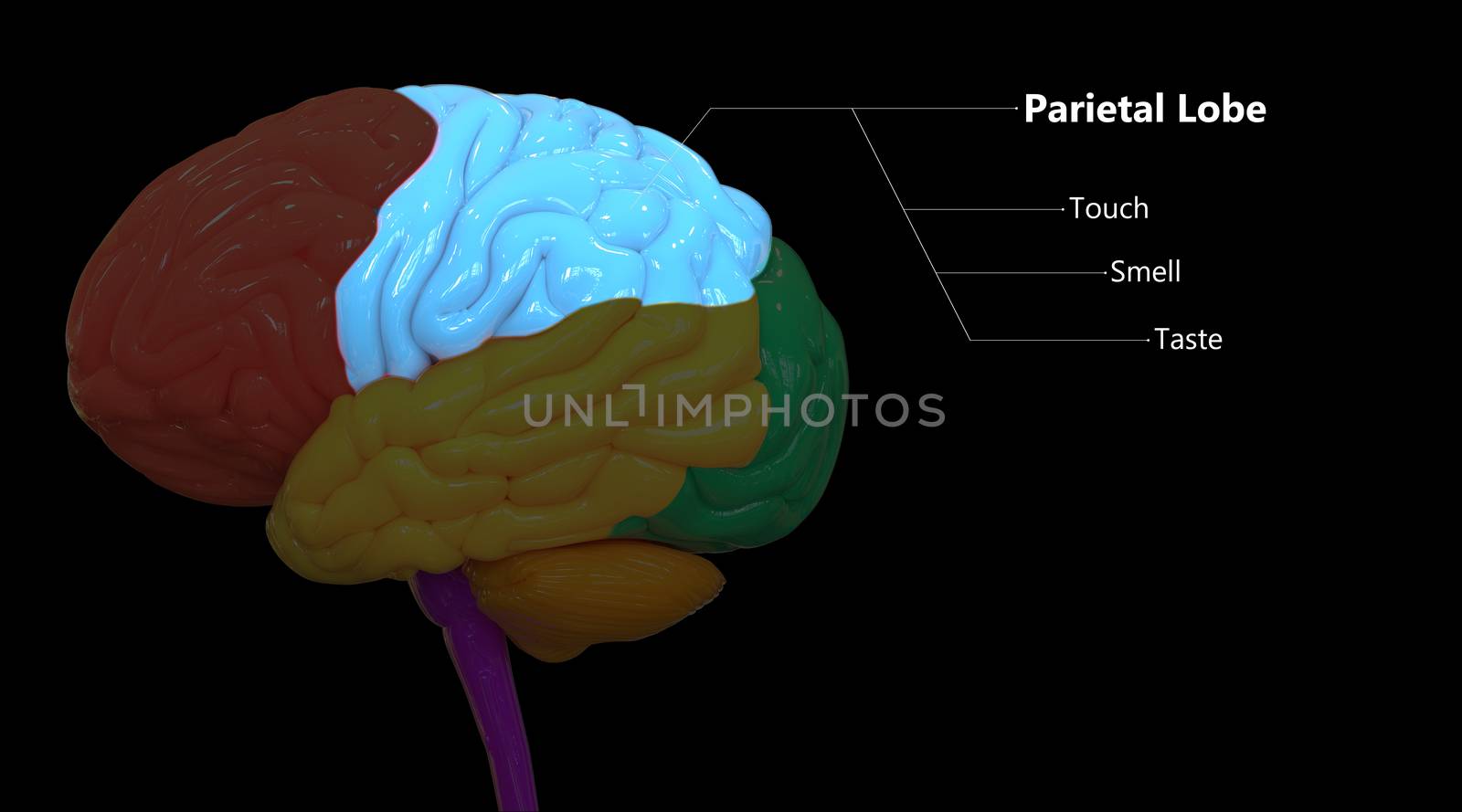 3D Illustration Concept of Central Organ of Human Nervous System Brain Lobes Parietal Lobe Described with Labels Anatomy