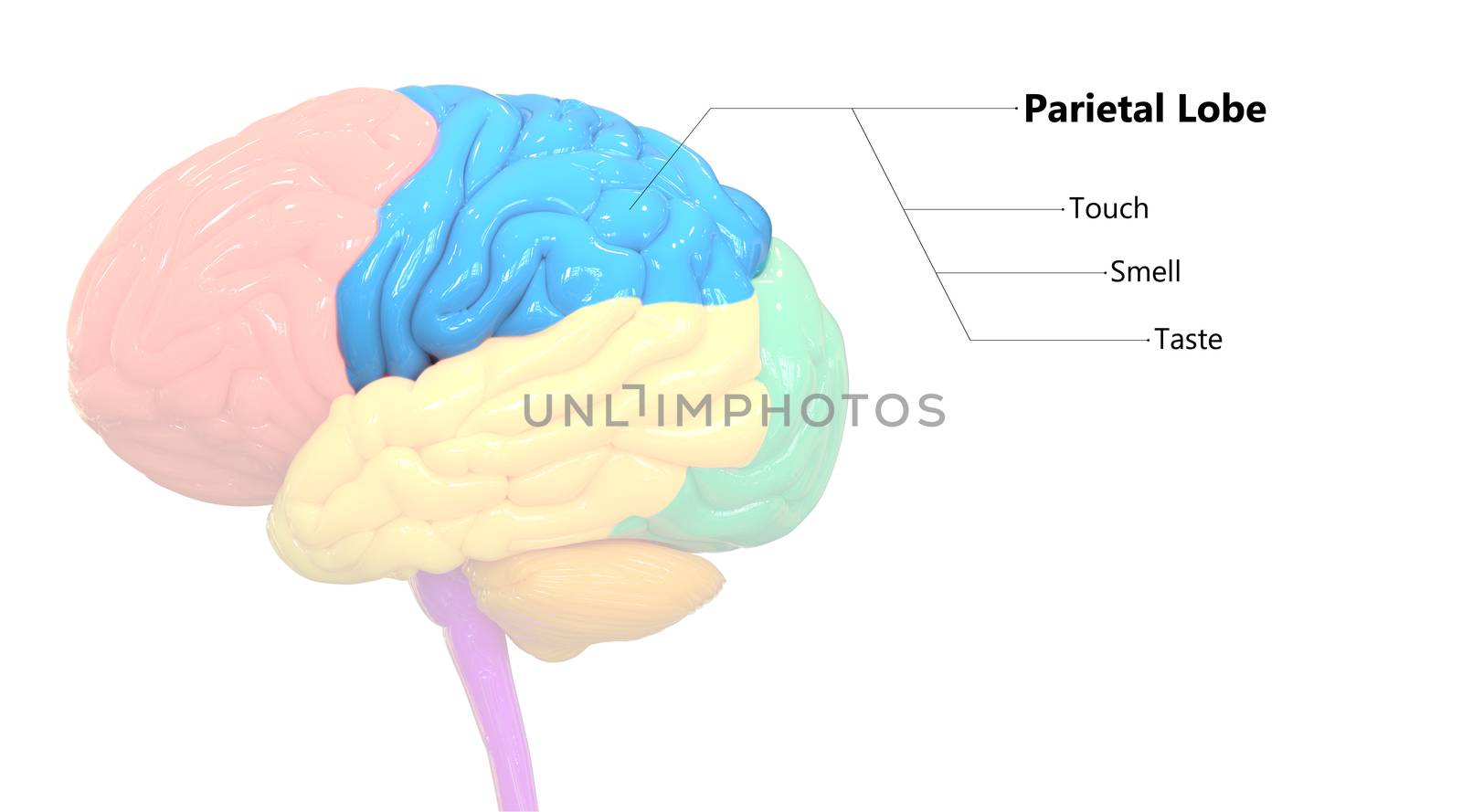 3D Illustration Concept of Central Organ of Human Nervous System Brain Lobes Frontal Lobe Described with Labels Anatomy