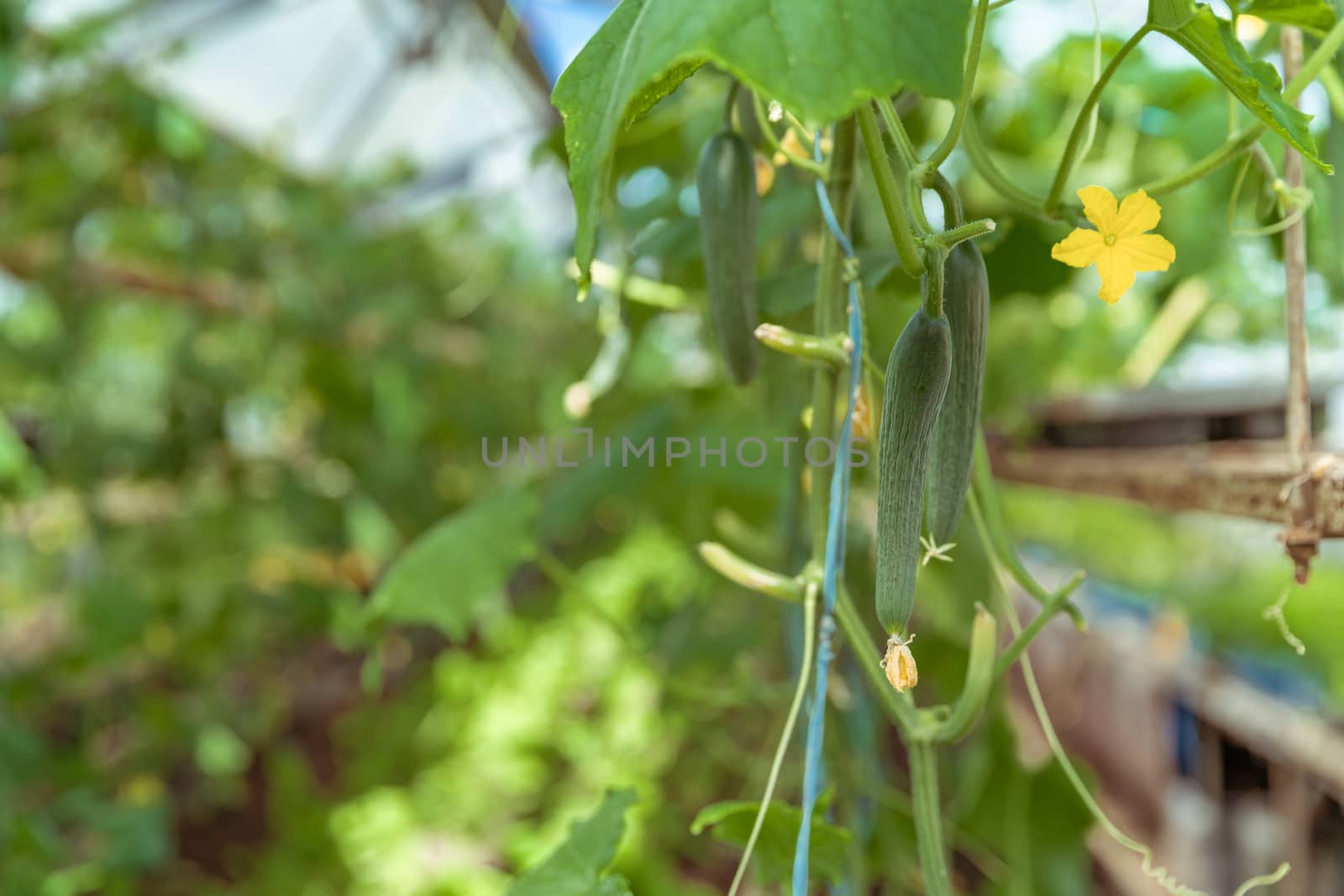 green cucumbers growing in a greenhouse on the farm, healthy vegetables without pesticide, organic product.