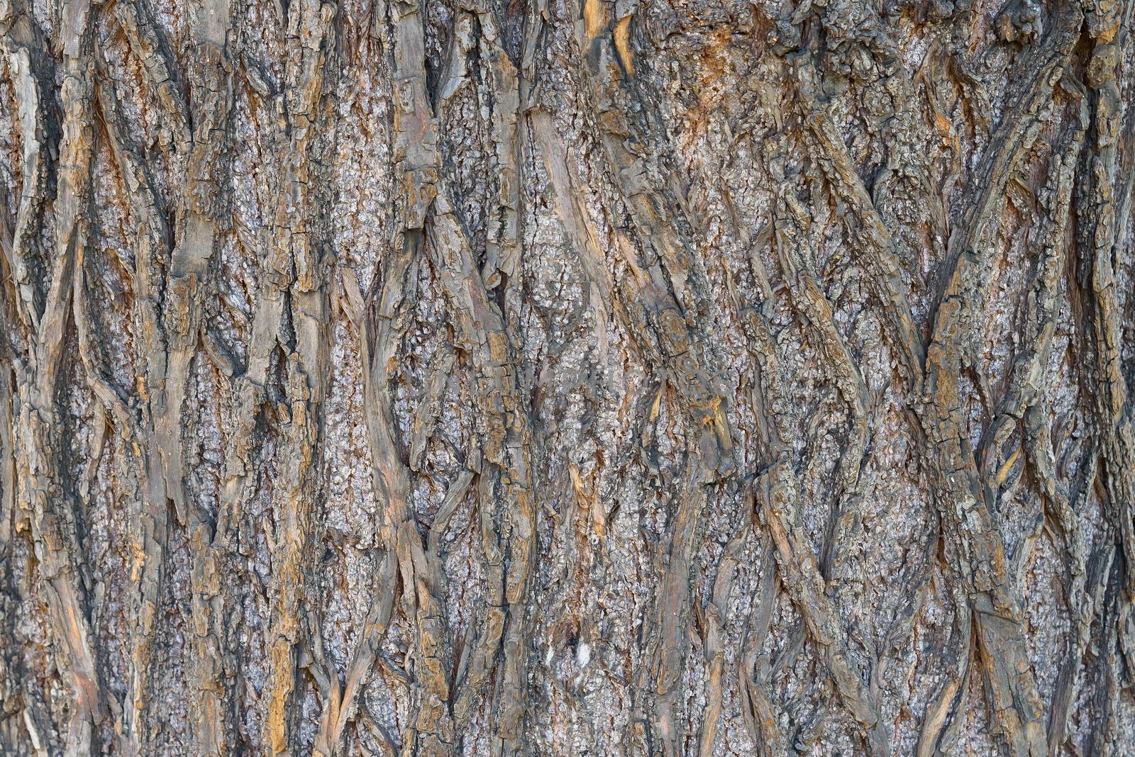 Natural background made of tree bark by mkos83