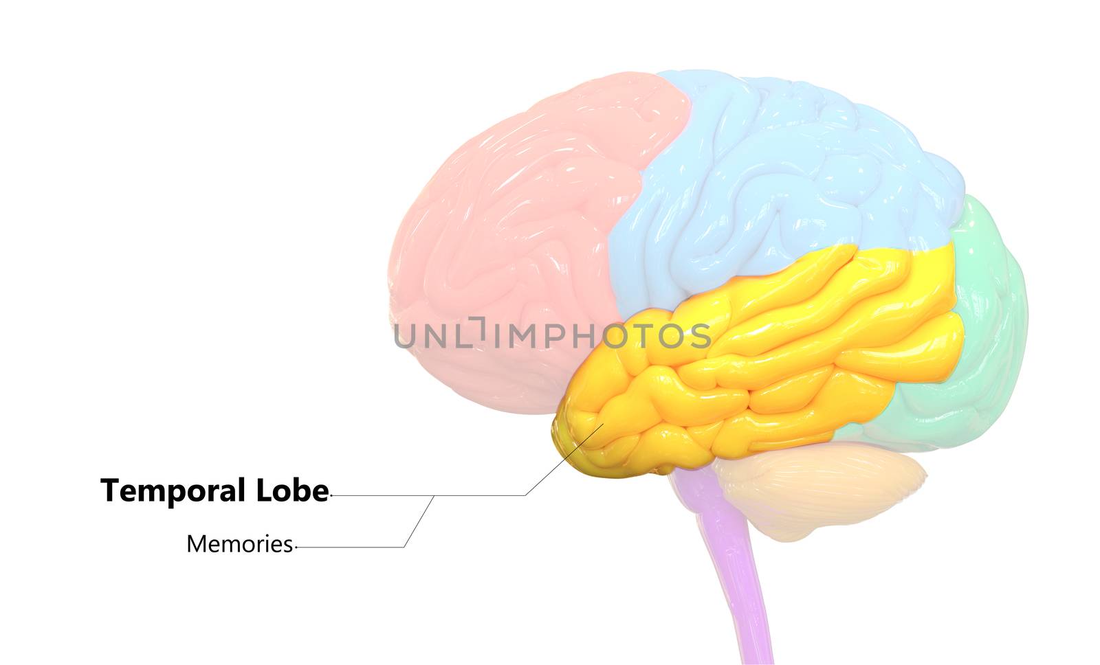 3D Illustration Concept of Central Organ of Human Nervous System Brain Lobes Temporal Lobe Described with Labels Anatomy