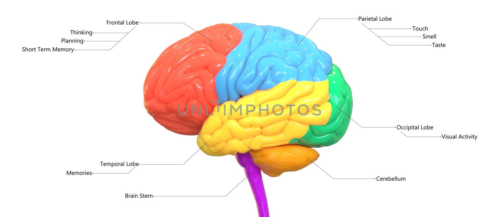 Central Organ of Human Nervous System Brain Lobes Described with Labels Anatomy Lateral View by magicmine
