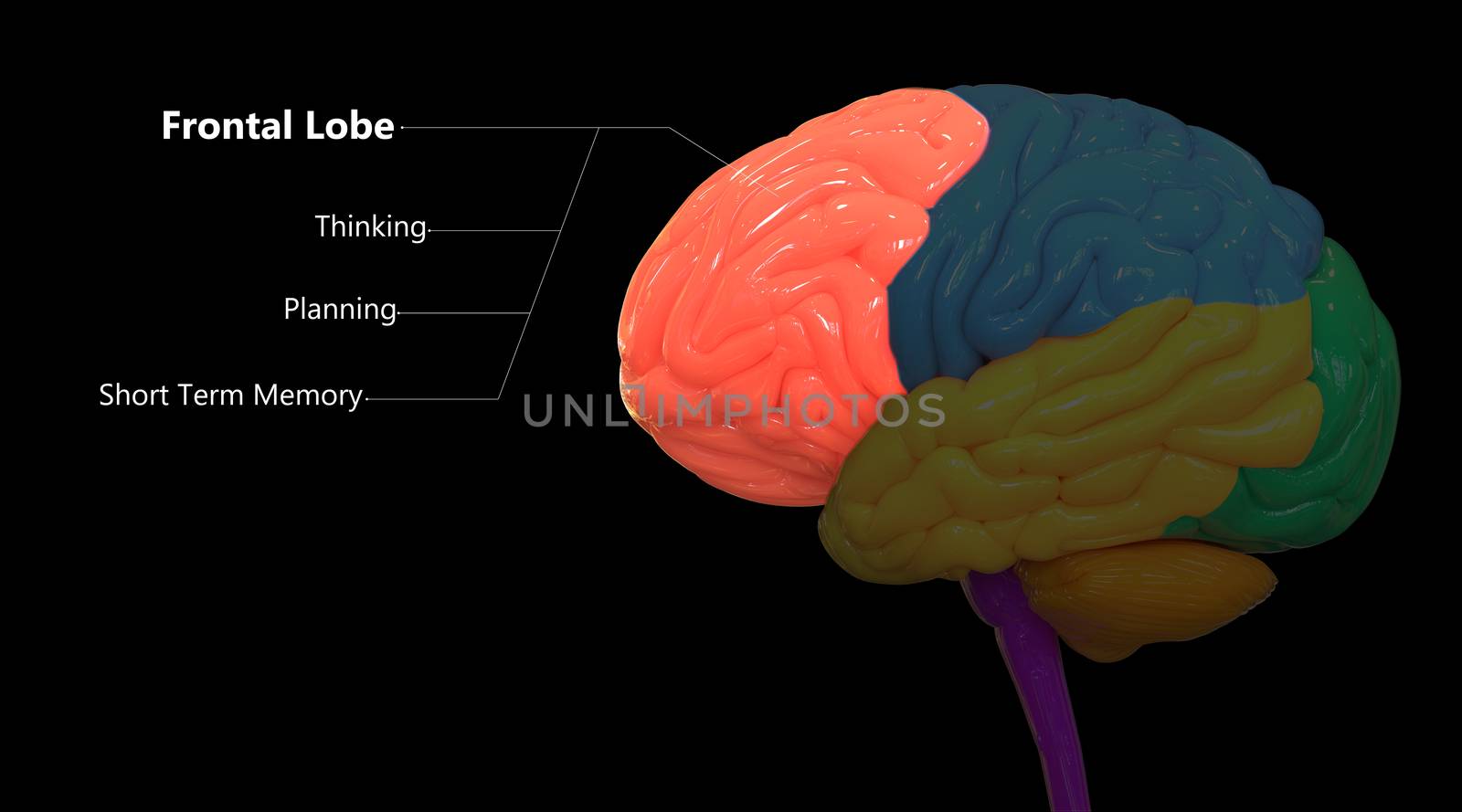 Central Organ of Human Nervous System Brain Lobes Frontal Lobe Described with Labels Anatomy by magicmine