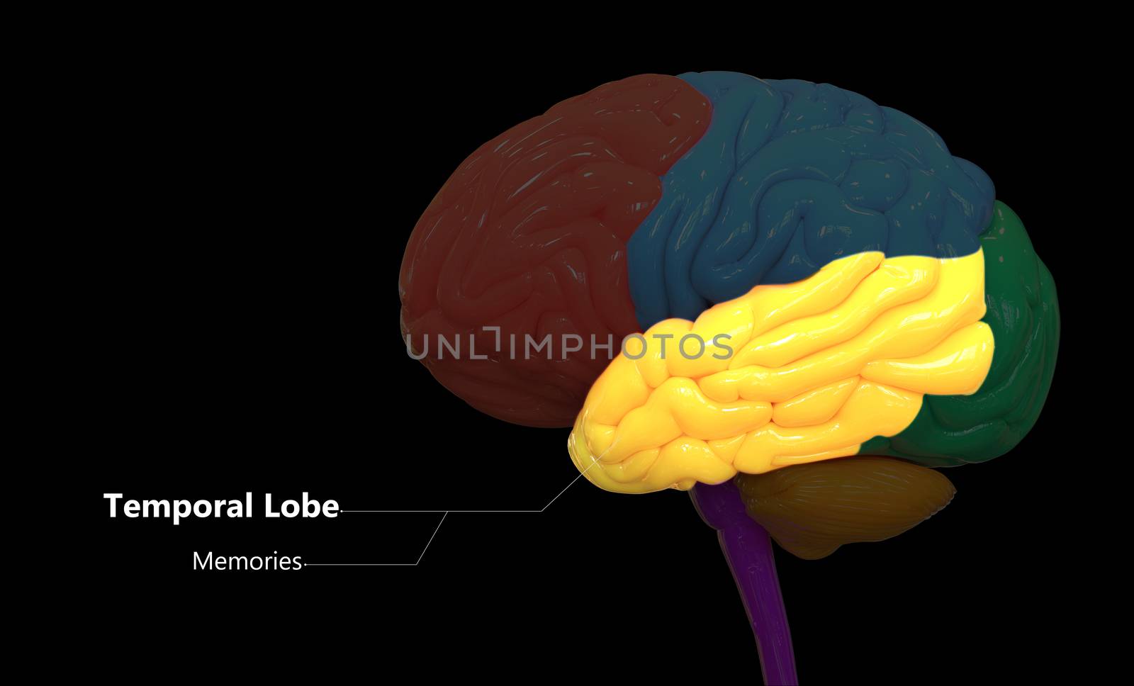 Central Organ of Human Nervous System Brain Lobes Temporal Lobe Described with Labels Anatomy by magicmine